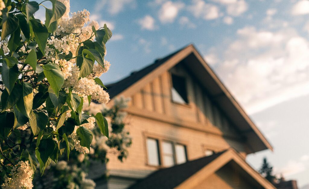 White flowers on the isde and a house under a blue sky.