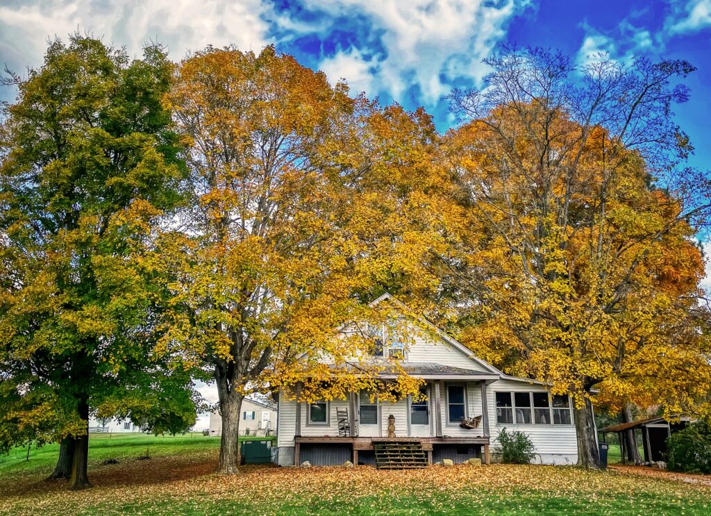 A beautiful photo of a house in Kentucky with Sugar Maple Trees.