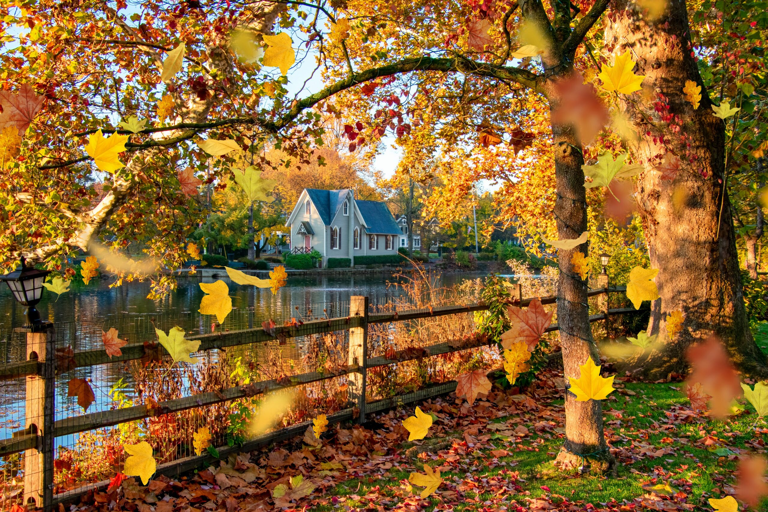 A beautiful shot in Pennsylvania with a house in the center surrounded by orange leaves of an American Sycamore tree.